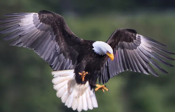 Picture bird, wildlife, eagle - Bird, shallow focus photography of Bald Eagle