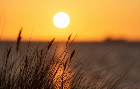 Water, sunset, lake, reflection, stems, horizon, island, sunset