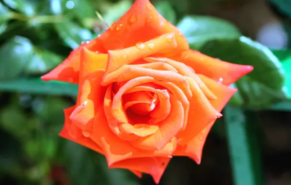 Picture leaves, drops, macro, flowers, orange, background, roses, buds