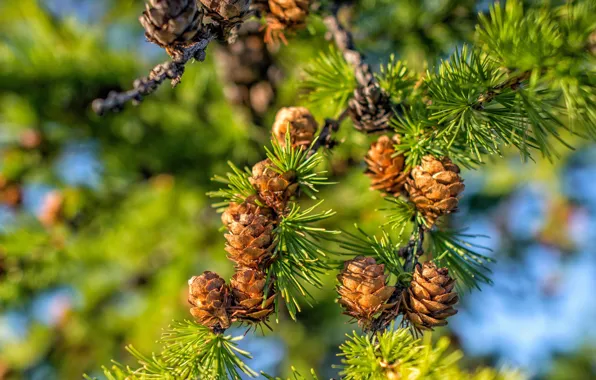 Picture branches, needles, bumps, bokeh