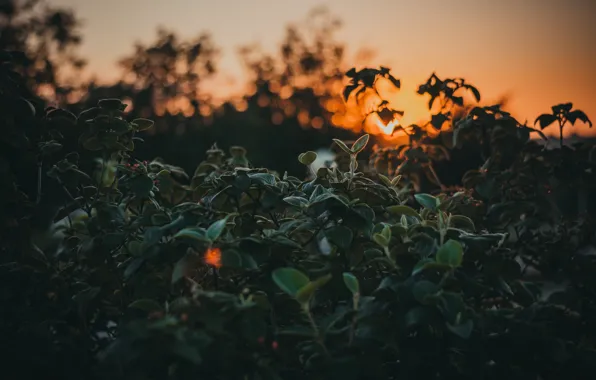 Sunset, The sun, Nature, The evening, Sunrise, Plant, Morning, Dawn