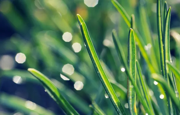 Picture greens, grass, macro, rays, light, photo, background, green