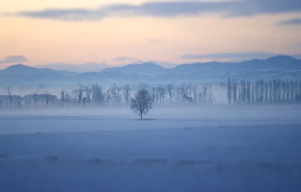 Trees, landscape, nature