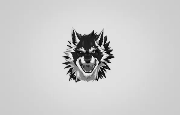 Picture wolf, evil, grey background, wolf