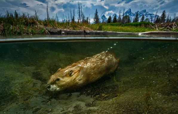 Water, Wyoming, USA, beaver, rodent, beaver, Grand Teton