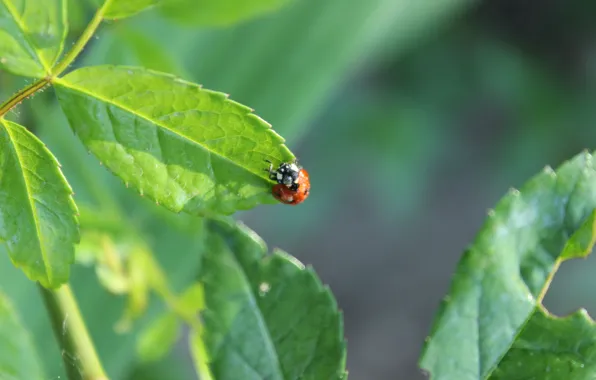 Leaves, nature, ladybug