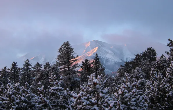 Picture winter, forest, snow, mountains, branches