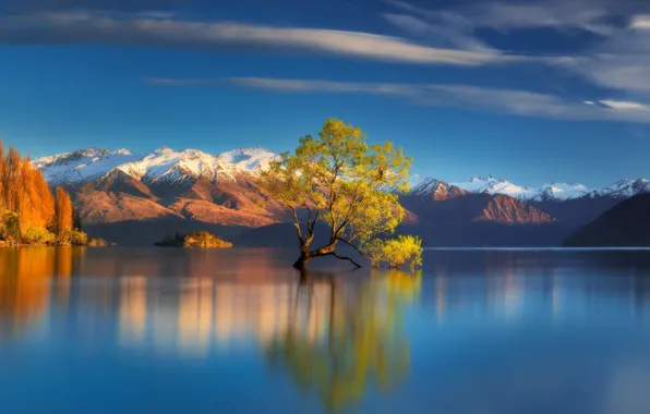 Mountains, lake, tree, New Zealand, Lake Wanaka