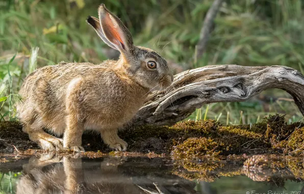 Nature, hare, rabbit, cute