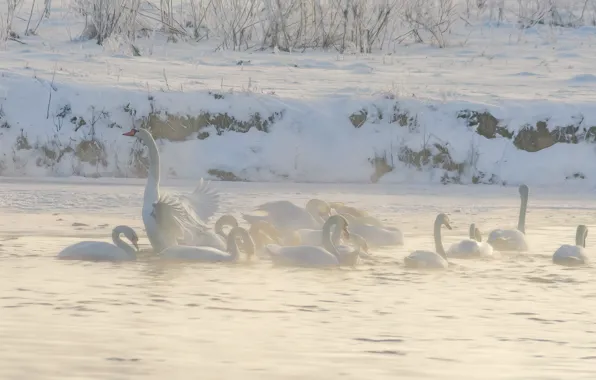 Winter, snow, birds, fog, shore, white, swans, pond