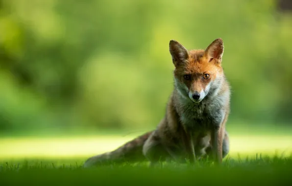 Grass, look, face, light, nature, pose, green, background
