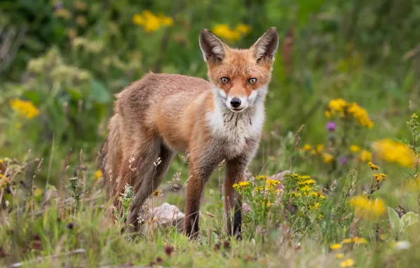 Picture flowers, look, face, is, summer, Fox