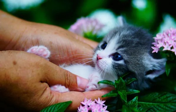 Picture flowers, hands, baby, muzzle, kitty, baby, Munchkin