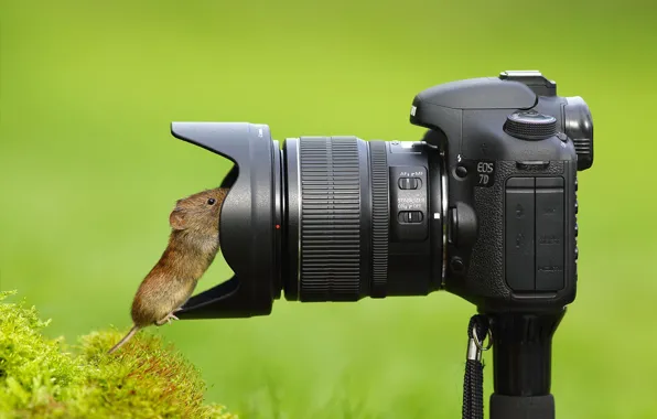 Mouse, the camera, lens, curiosity