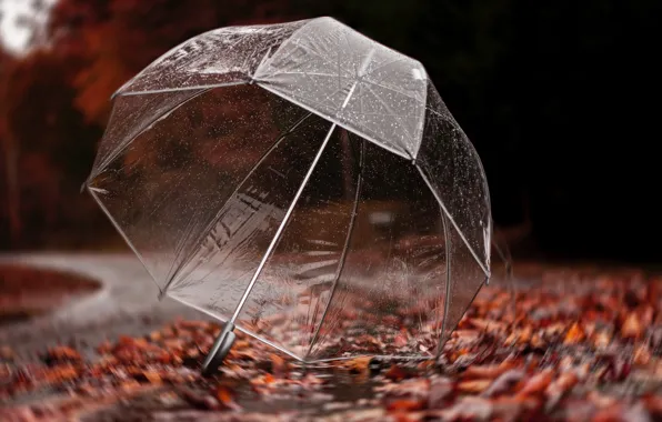 Road, autumn, leaves, drops, trees, rain, umbrella