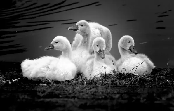 Birds, shore, swans, monochrome, Chicks, pond, black and white photo, brood