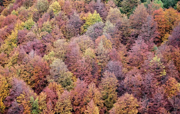 Forest, trees, wood, autumn, leaves, autumn colors, fall, foliage