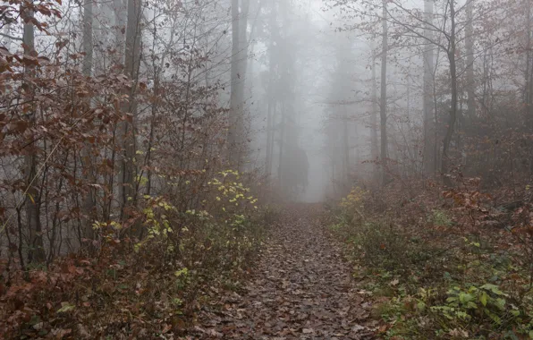 Autumn, forest, foliage, trail, Fog, forest, falling leaves, grove