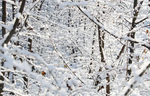 White, forest, park, snow, twig