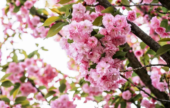 Tree, spring, Sakura, flowering, April, svetoci