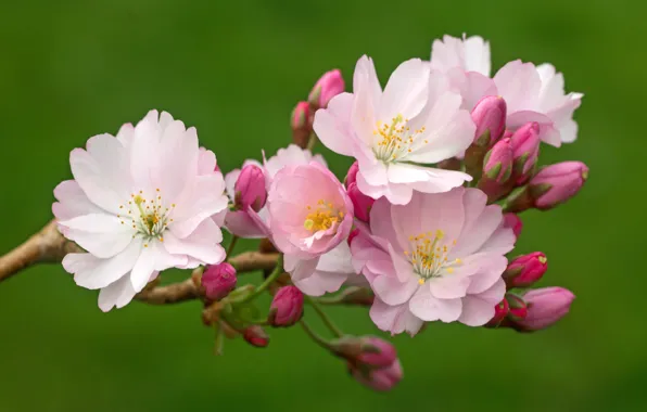 Macro, cherry, background, spring, buds, flowering, flowers, branch of cherry