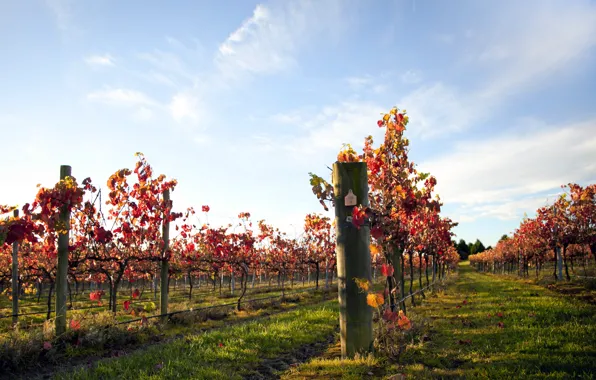 The sky, leaves, the evening, grapes, vineyard, vine