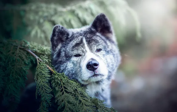 Look, nature, pose, dog, face, Akita inu, Akita