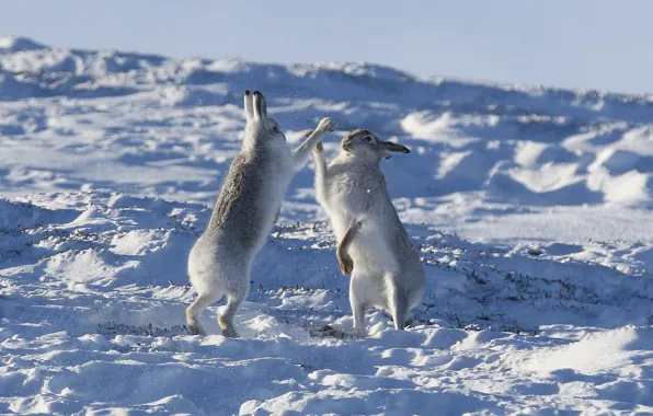 Picture winter, snow, rabbits, a couple, okay, Hare