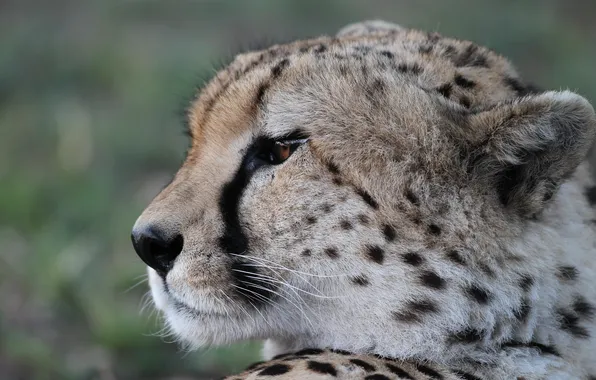 Cat, look, face, Cheetah, profile