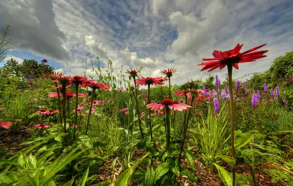 Field, the sky, grass, clouds, flowers, meadow