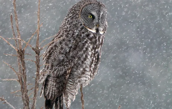 Picture winter, snow, tree, owl, bird