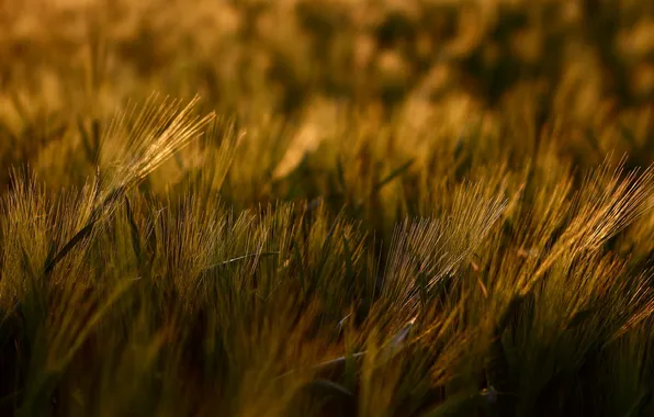 Grass, macro, light