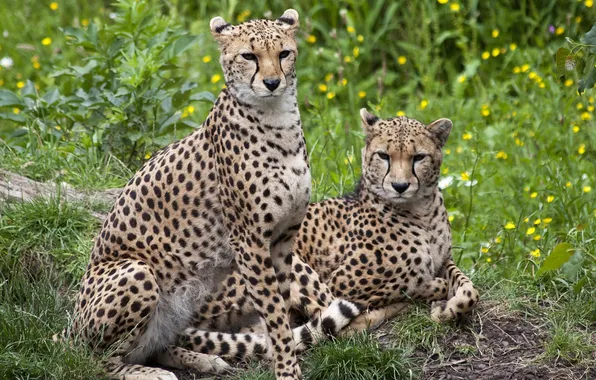 Picture pair, color, weed, cheetahs