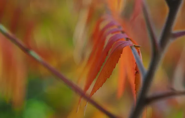 Autumn, leaves, branches