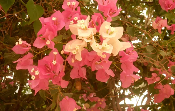 Summer, flowers, widescreen, Wallpaper, Bush, wallpaper, widescreen, background