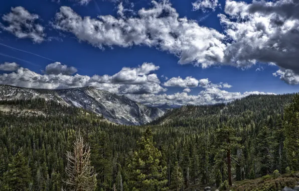 The sky, clouds, mountains, forest, forest, nature trees