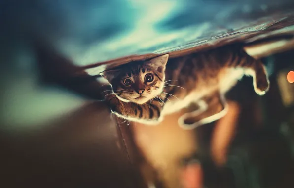Cat, look, kitty, box, the game, the expression, funny, on the contrary