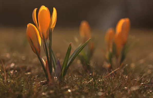 Picture flowers, yellow, nature, glade, spring, crocuses, buds