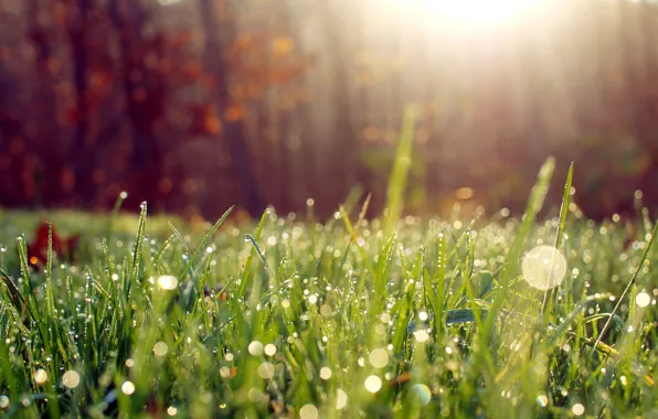 Picture grass, the sun, macro, light, Rosa, morning