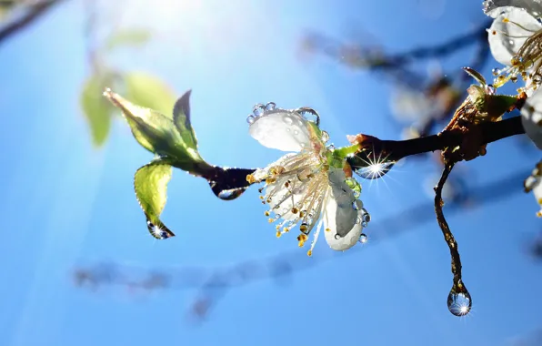Flower, the sky, drops, tree, branch, spring