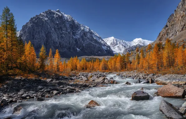 Picture autumn, trees, mountains, river, stones, Russia, Altay, The Altai mountains