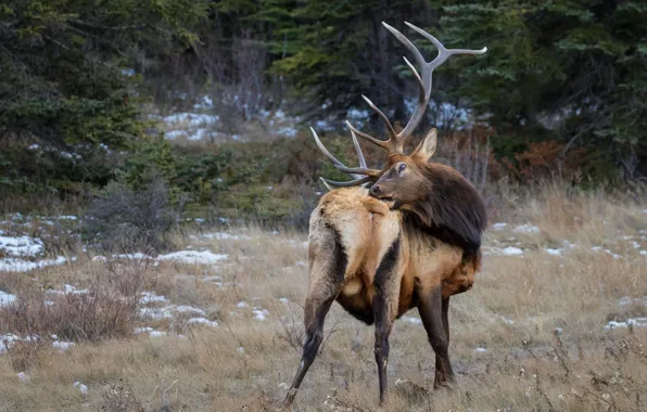 Autumn, forest, pose, glade, deer, turn, horns, rear view