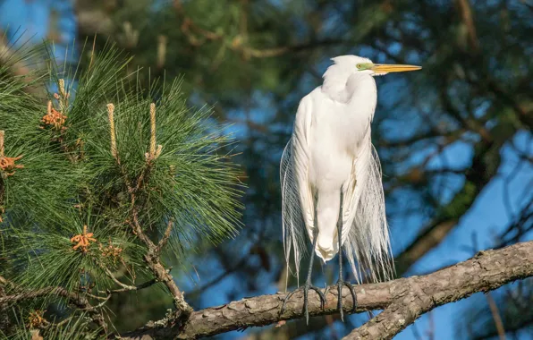 Branches, bird, needles, Heron
