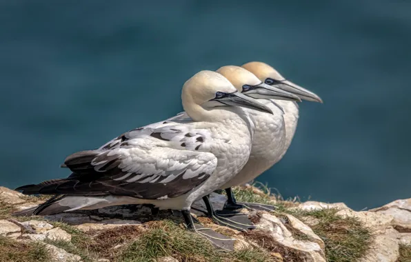 Picture birds, trio, the Northern Gannet