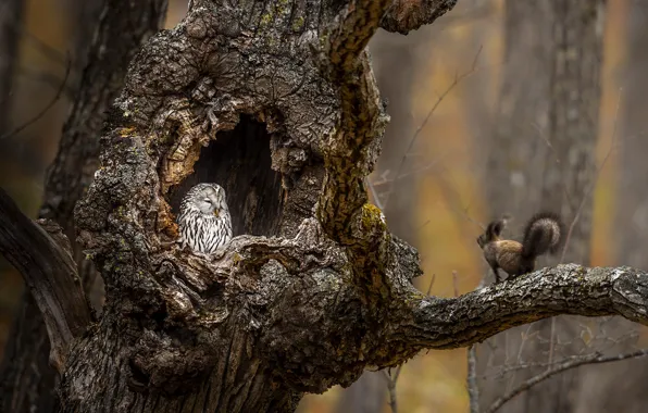 Tree, owl, protein, tree, the hollow, owl, squirrel, hollow