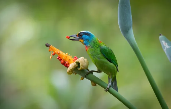 Bird, bokeh, Taiwan black-browed brotastic