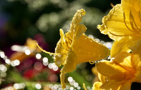Drops, macro, light, flowers, Lily, yellow, garden, bokeh
