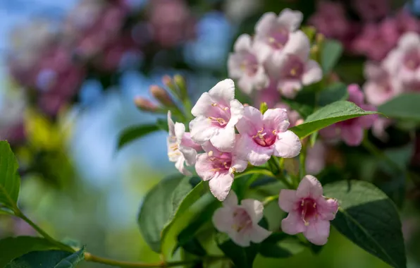 Flowers, branches, bokeh, Weigela