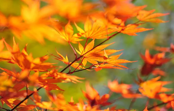 Autumn, leaves, Branch, maple