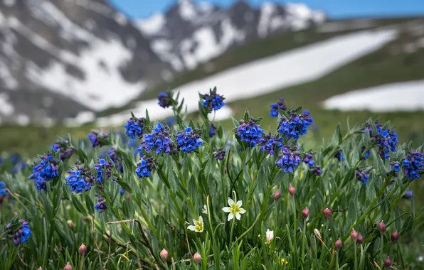 Picture field, grass, flowers, mountains